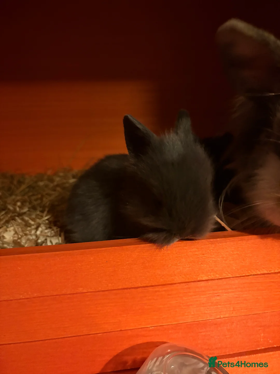 Mixed Breed rabbits for sale: Bunnies - Advert 2