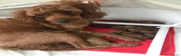 Toy Poodle dogs for stud: 🌹 RED TOY POODLE 9 INCH 2.8 KG HEALTH TESTED 🌹 - Advert 19