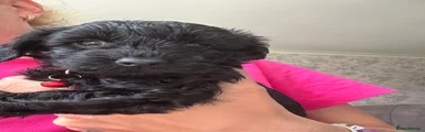 Cockapoo Puppy 4