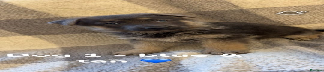 German Shepherd Puppy 1