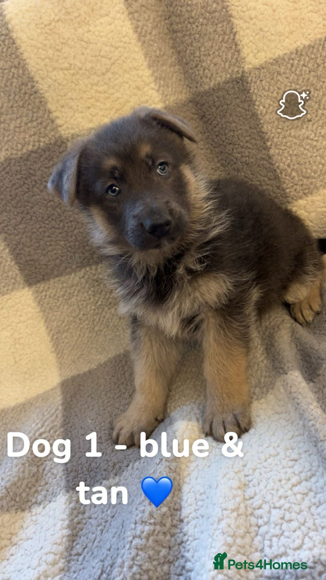 German Shepherd dogs for sale: Beautiful litter of coloured German shepherds!  - Advert 15