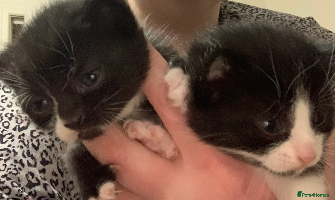 Mixed Breed cats for sale: Litter of kittens very playful  - Advert 4