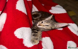 Mixed Breed cats for sale: Pretty little girls  - Image 32