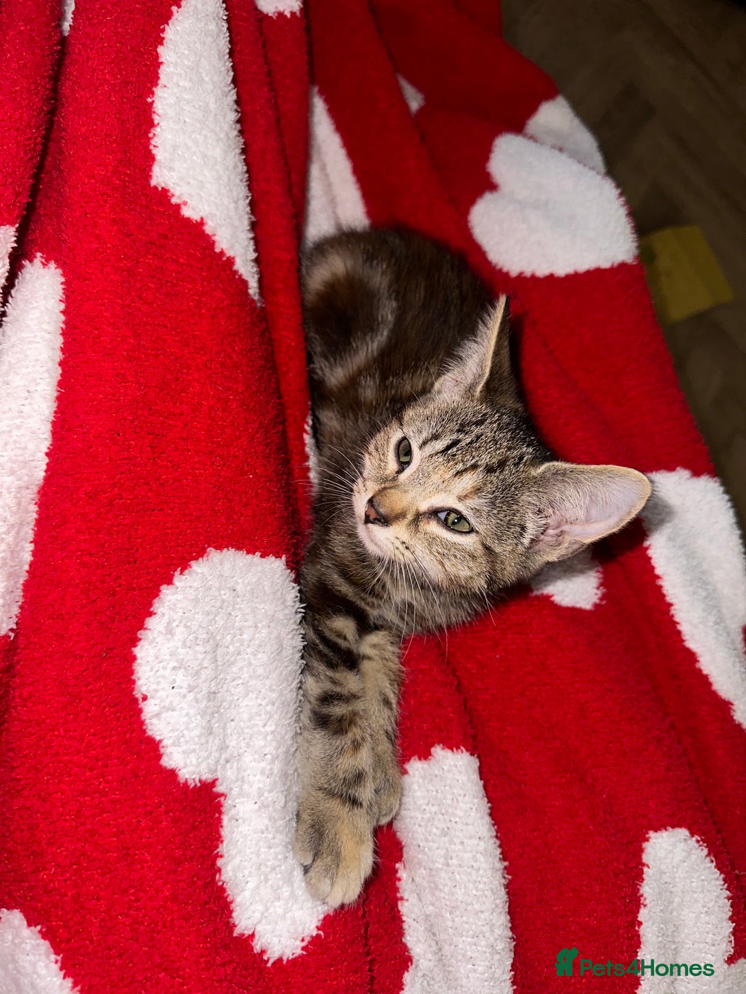 Mixed Breed cats for sale: Pretty little girls  - Image 32
