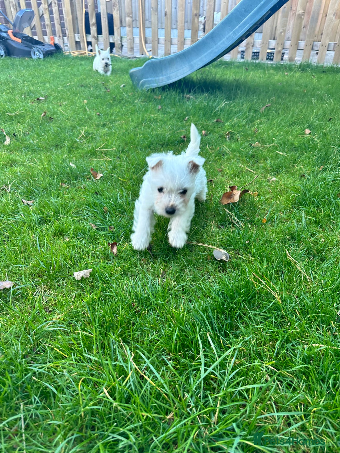 West Highland Terrier dogs for sale: West highland terrier puppies - Image 26
