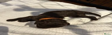 Orange Chocolate Male