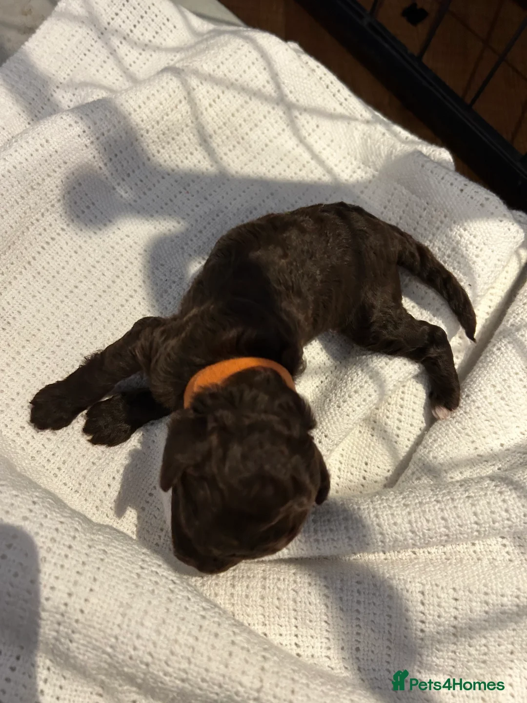 Cockapoo dogs for sale: Toy Cockapoos - Advert 8