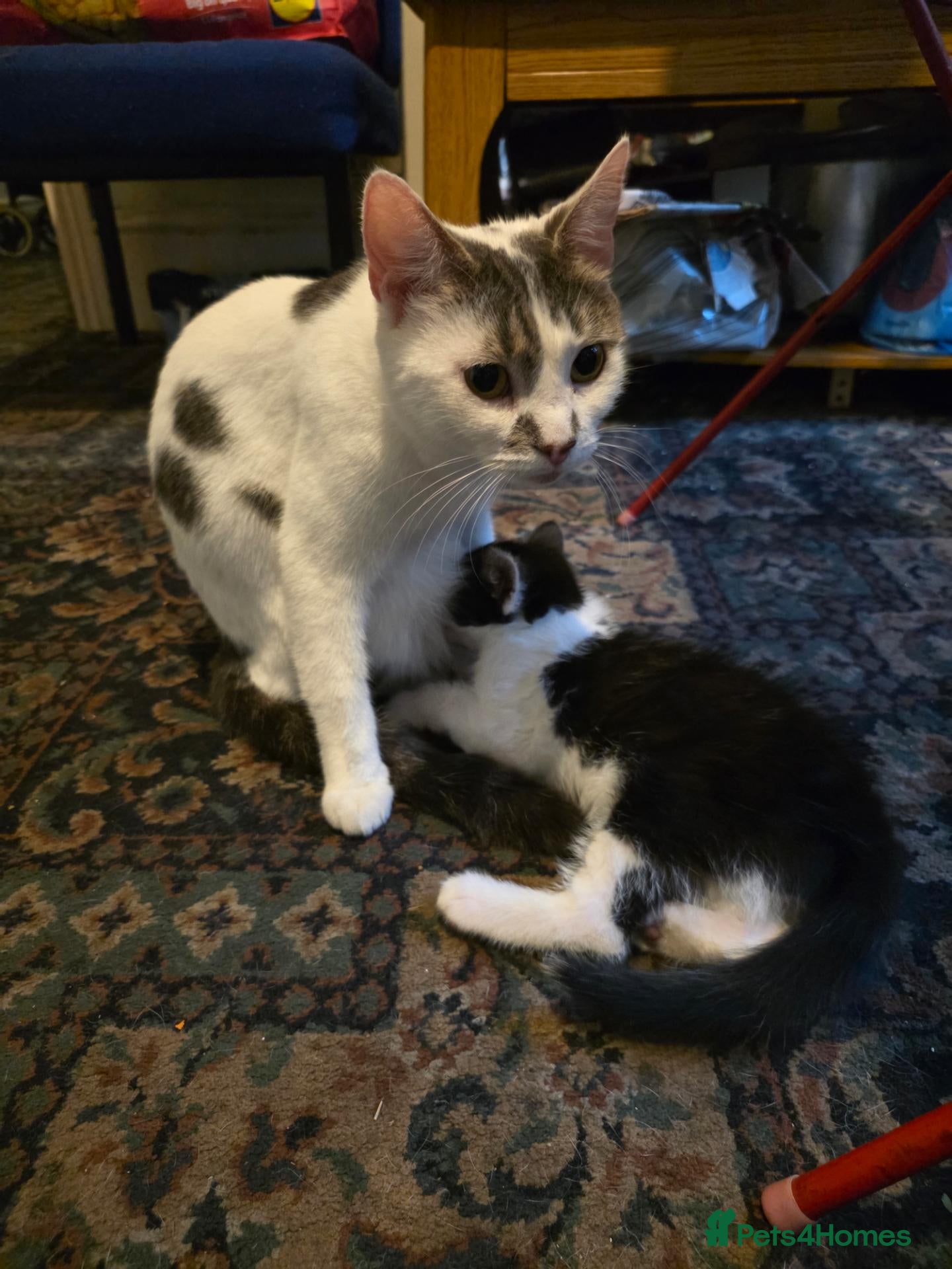 Mixed Breed cats Boys  - Advert 1