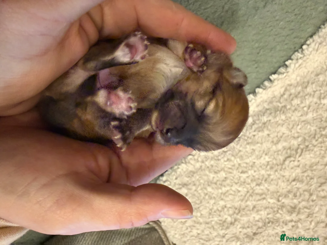 Pomchi dogs for sale: Pomchi boys - Advert 12