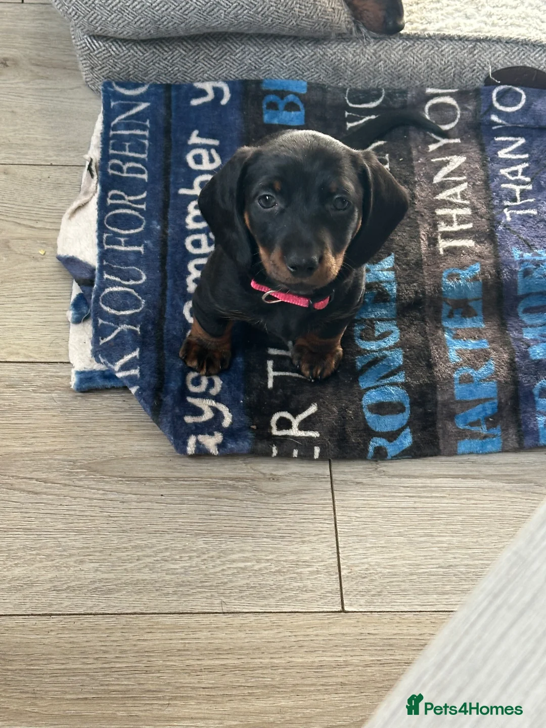 Miniature Dachshund dogs for sale: Pink girl  in Hull - Advert 4