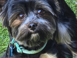 Yorkshire Terrier dogs in Linlithgow - Advert 25