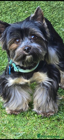 Yorkshire Terrier dogs in Linlithgow - Advert 1