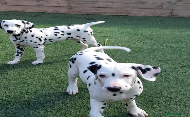 Dalmatian dogs - Advert 15
