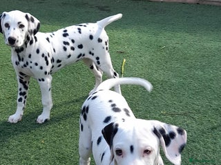Dalmatian dogs - Advert 13