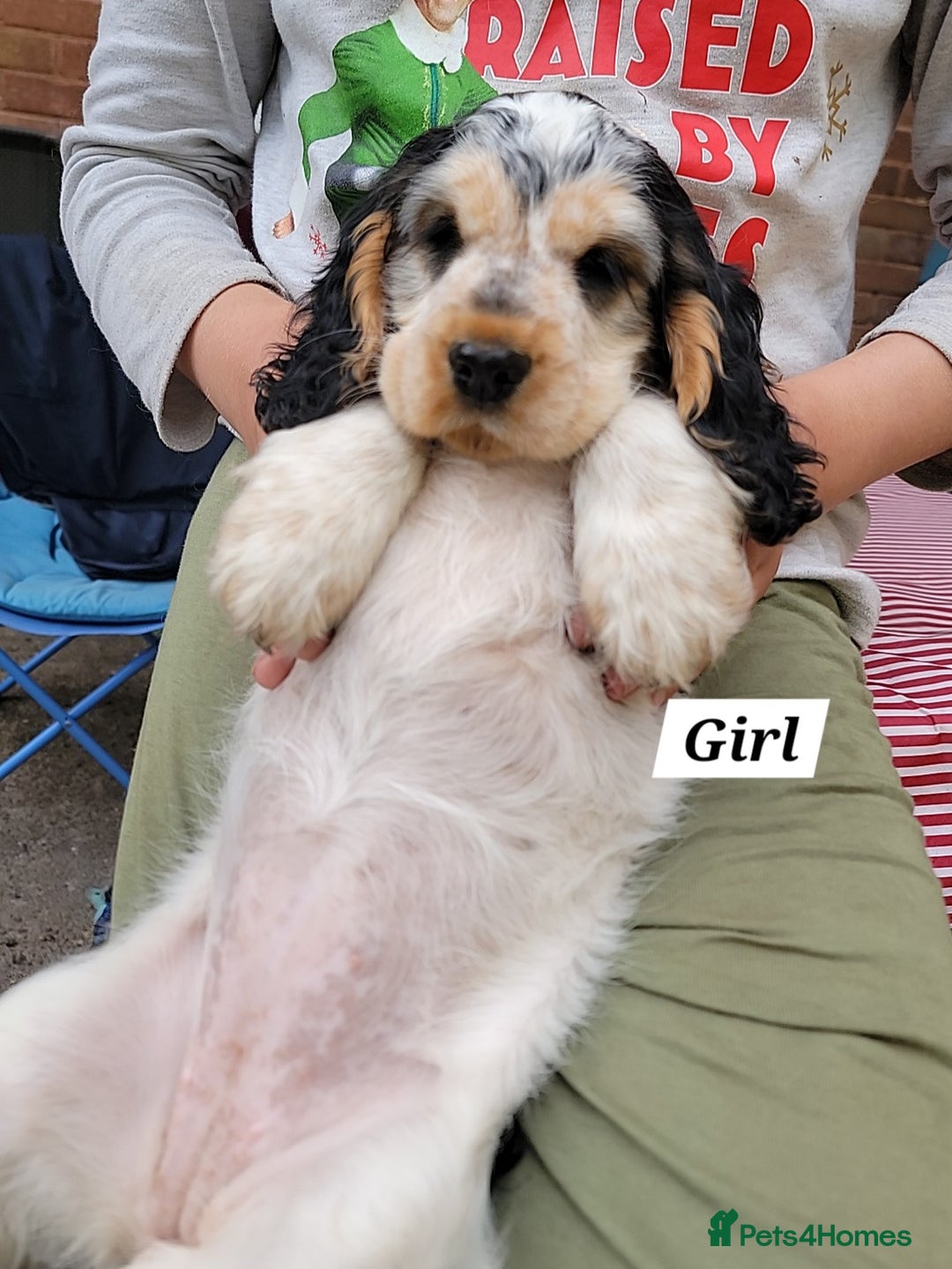 Cocker Spaniel dogs for sale:  LAST GIRL❗️ Blue Roan Tan Cocker Sp– KC bloodline - Image 8