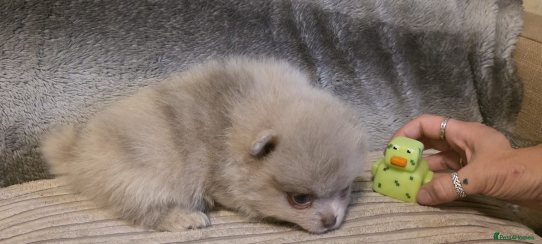 Pomeranian dogs for sale: Rare miniature Teddy face pomeranian puppies  - Image 32