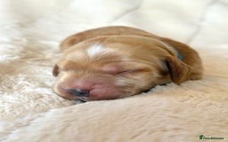 Cocker Spaniel dogs for sale: KC Reg Fully Health Tested Showline Cocker Spaniel - Image 24