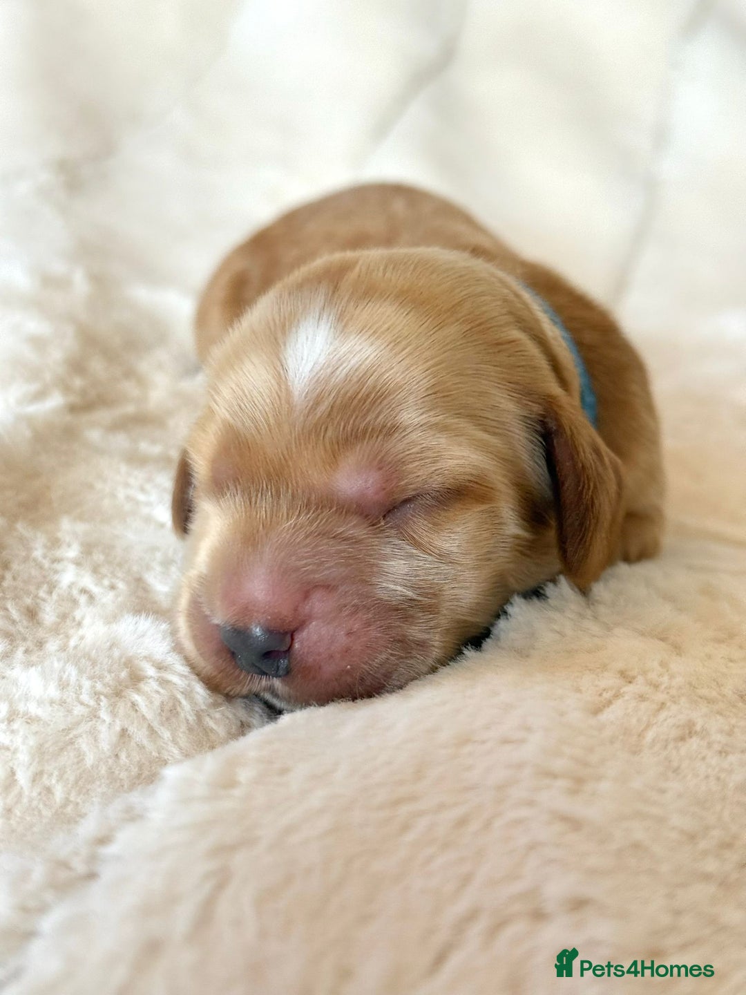 Cocker Spaniel dogs for sale: KC Reg Fully Health Tested Showline Cocker Spaniel - Image 24