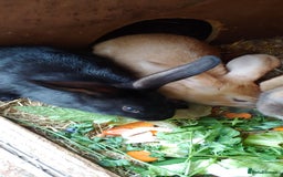 Mixed Breed rabbits for sale: Baby rabbits - Image 3