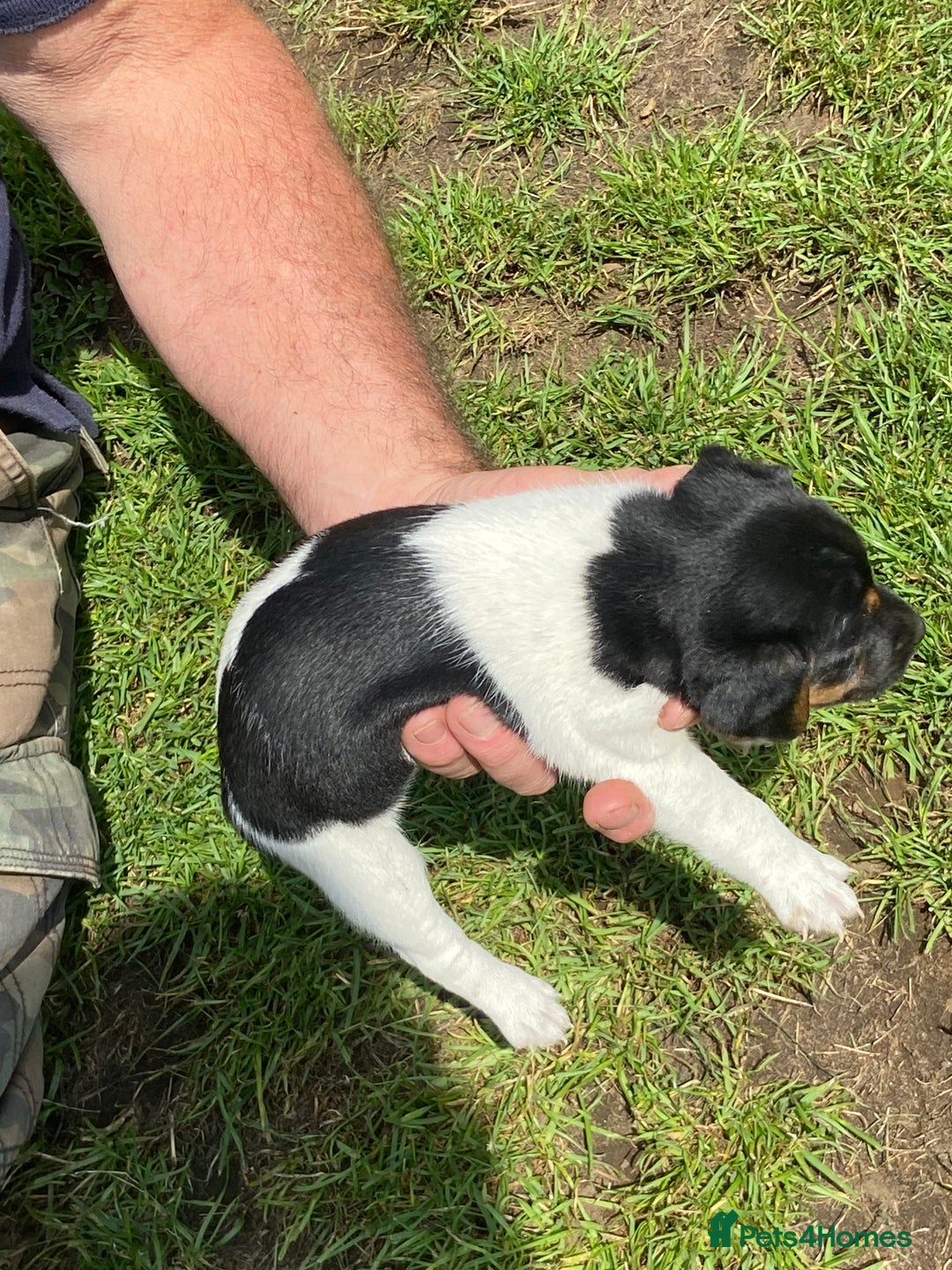 Jack Russell dogs for sale: Jack Russel pups - Image 3