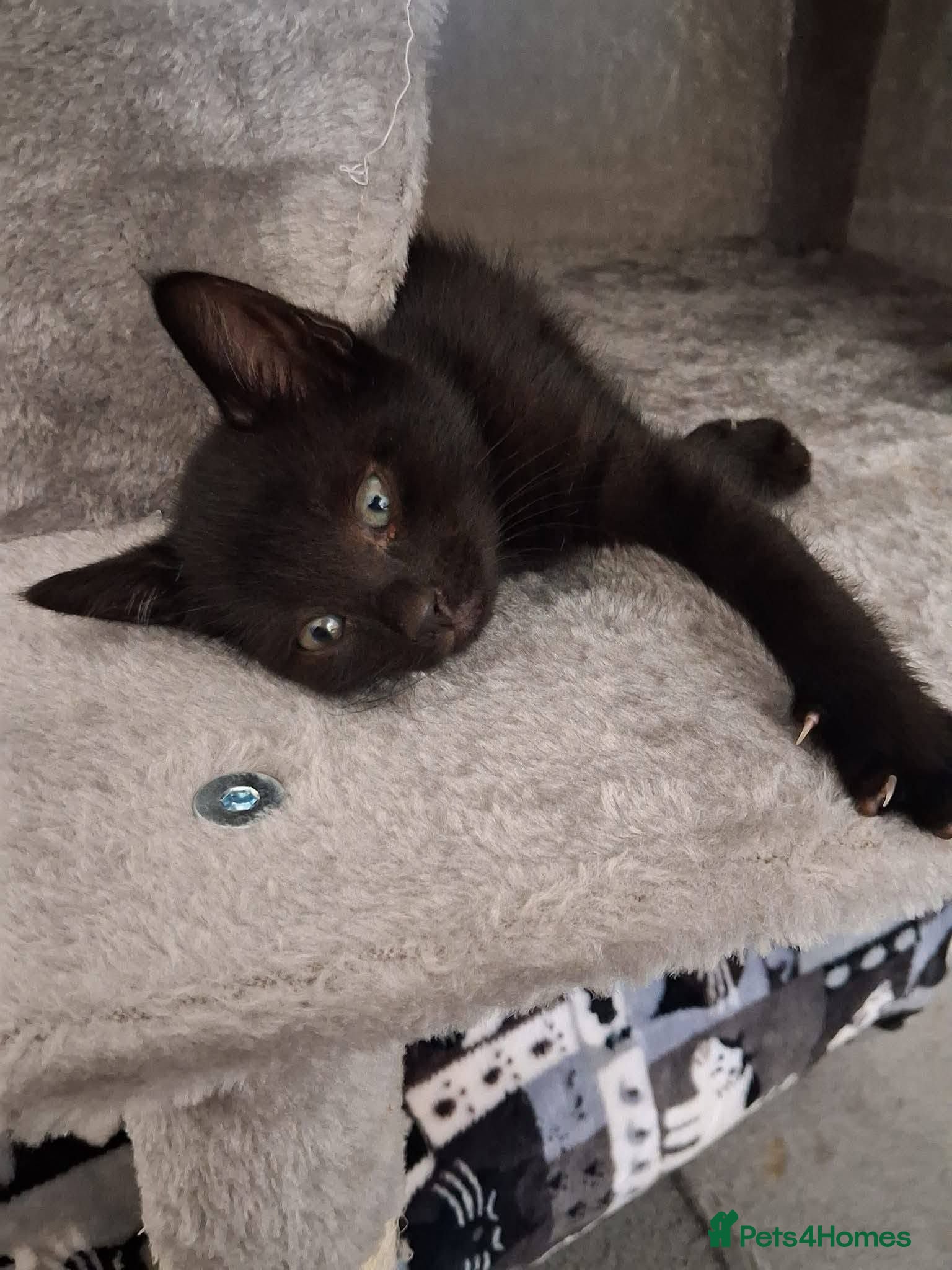 Mixed Breed cats Woody for adoption - Advert 2