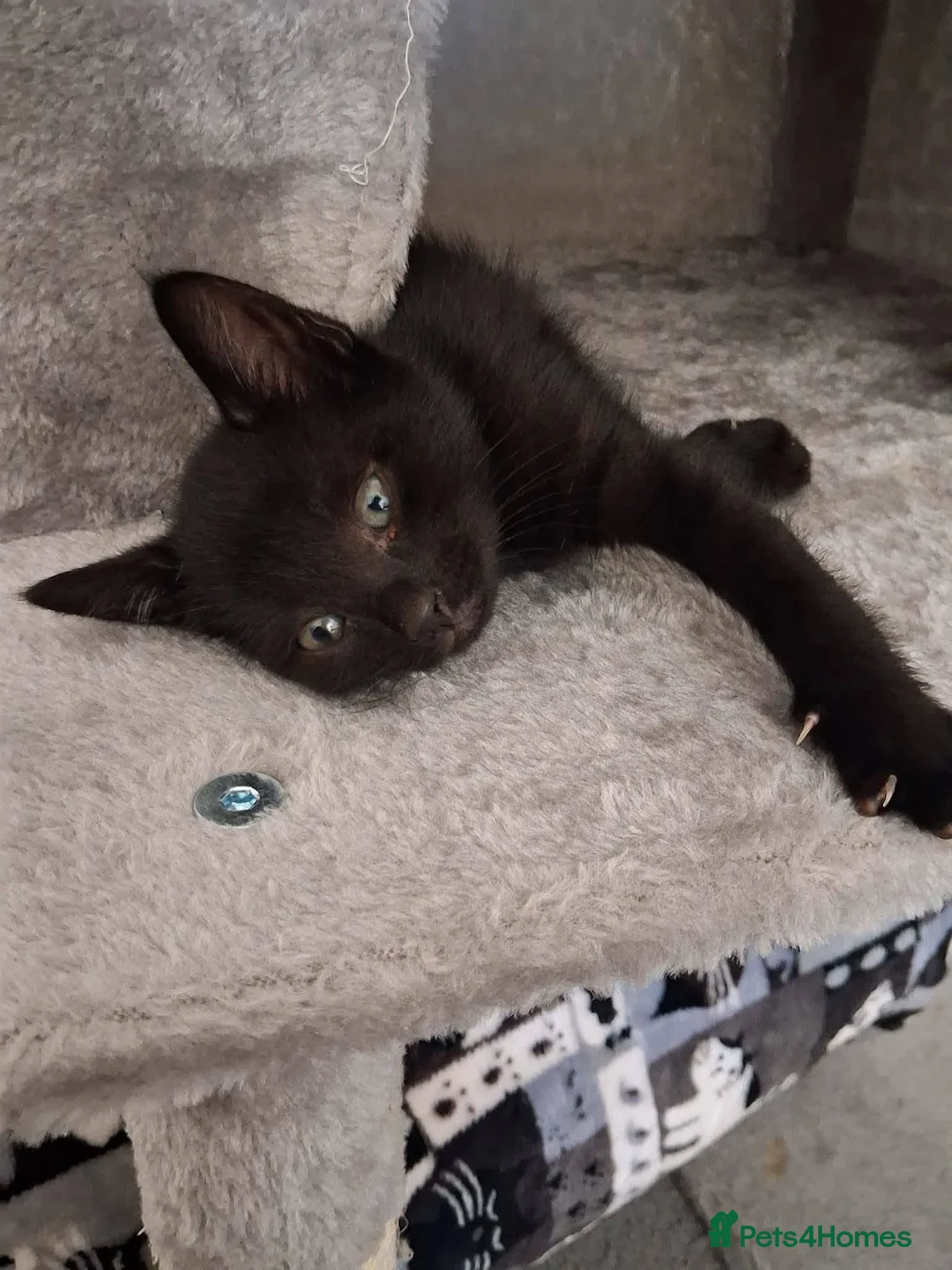 Mixed Breed cats for adoption: Woody for adoption - Advert 1