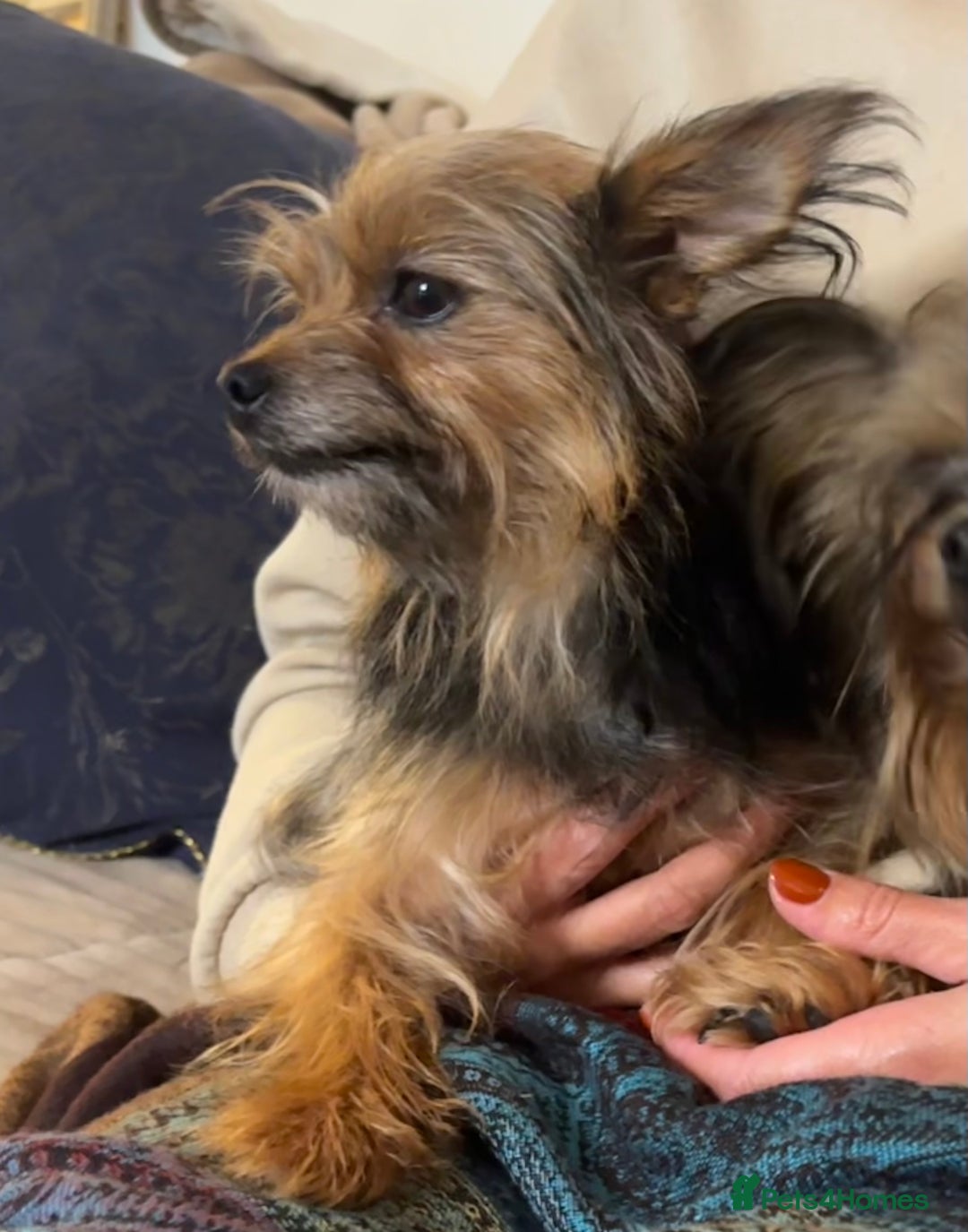 Yorkshire Terrier dogs for sale: ♥️ 2 Yorkshire Terrier girls ♥️  - Image 4