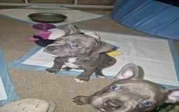 Mixed Breed dogs for sale:  Adorable staffie x frencie pups,Ready Oct31st  - Image 8