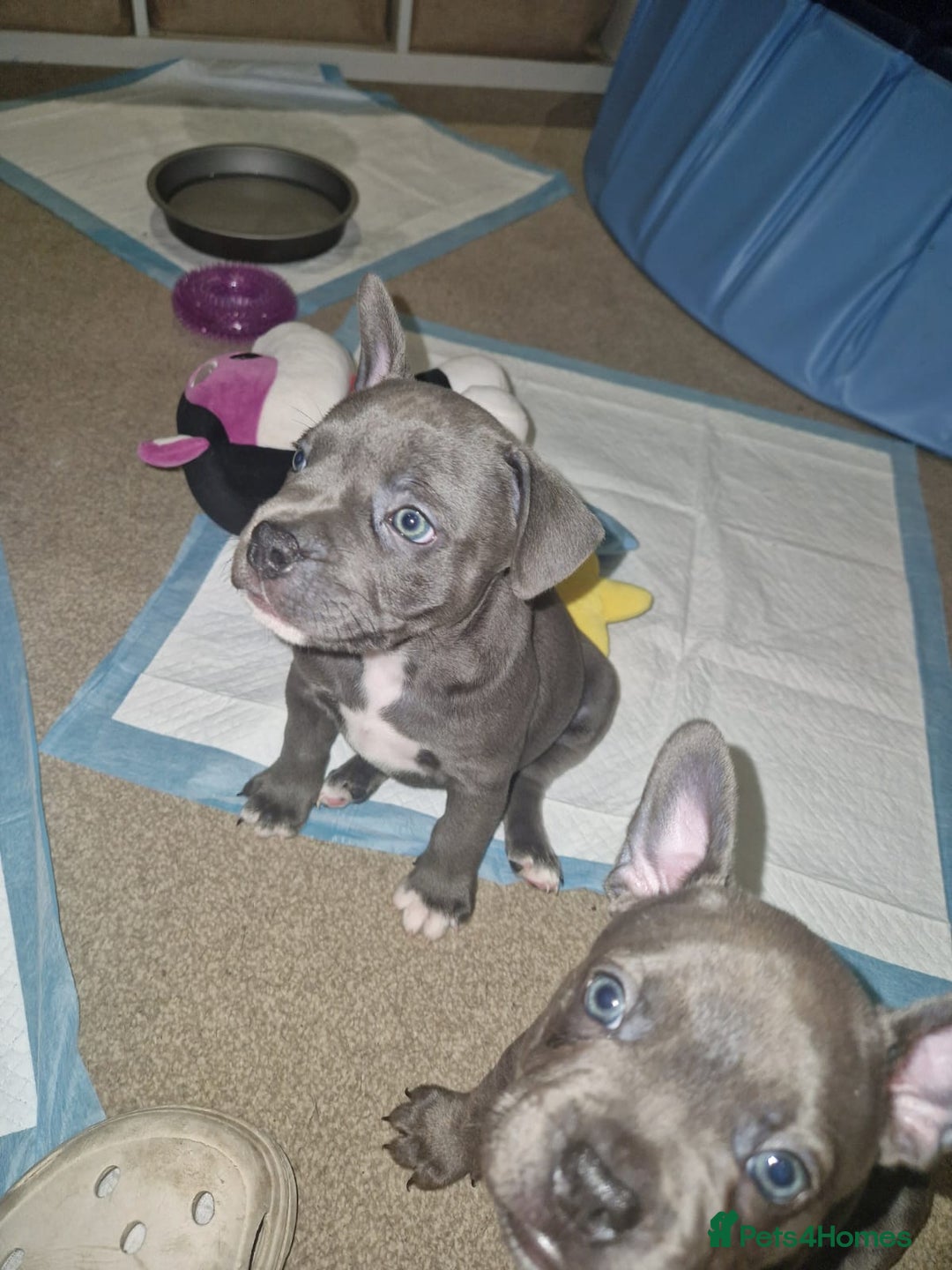 Mixed Breed dogs for sale:  Adorable staffie x frencie pups,Ready Oct31st  - Image 8