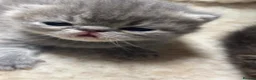 Exotic cats for sale: 3 high quality exotics - Advert 6