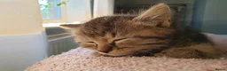 Mixed Breed cats for sale: Beautiful Male Kittens  - Advert 7