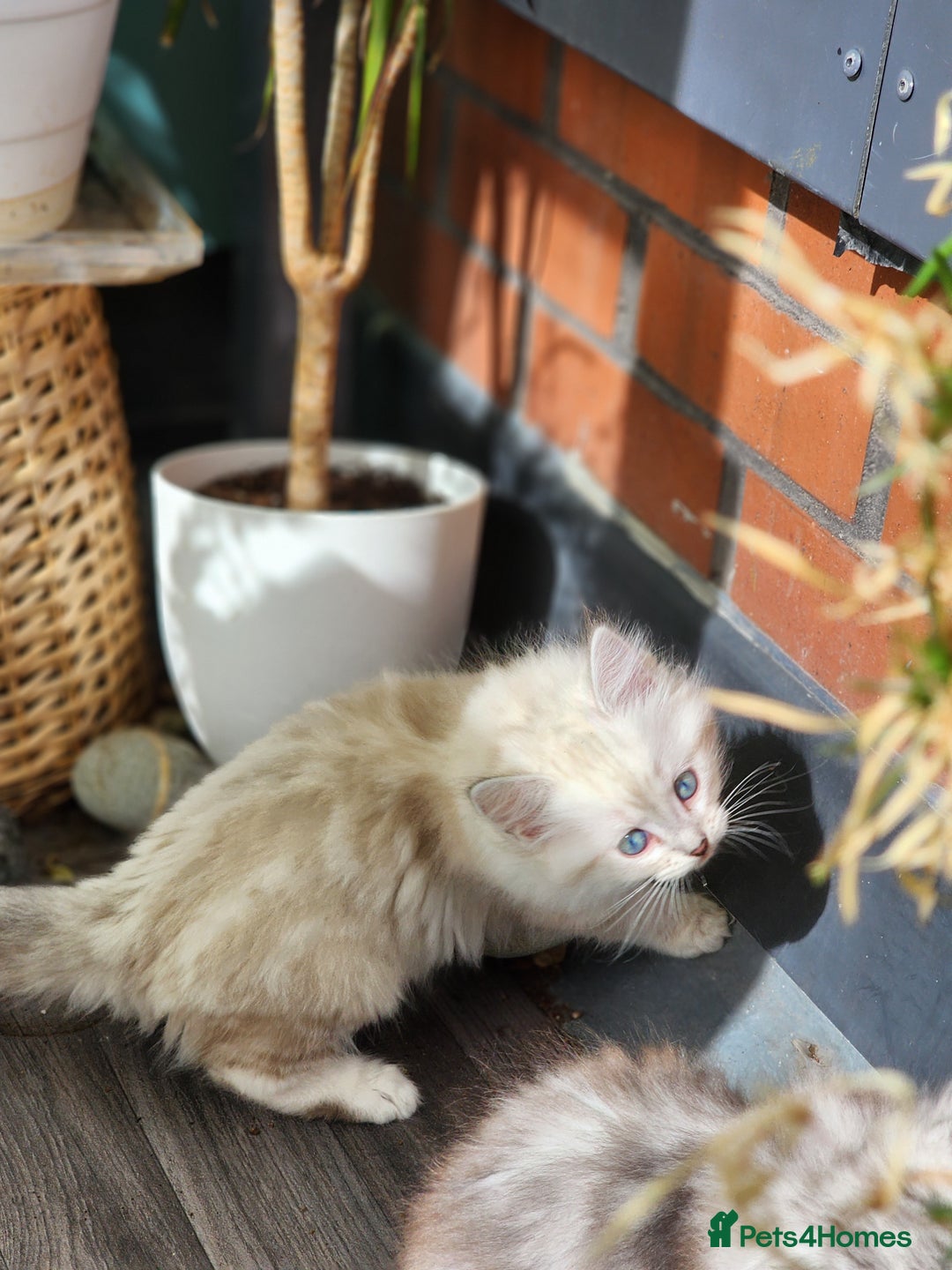 Ragdoll cats for sale: Ragdoll kittens - Image 22