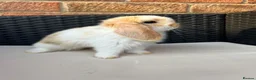 Mini Lop rabbits for sale: Pure bred mini lops  in Haverhill - Advert 4