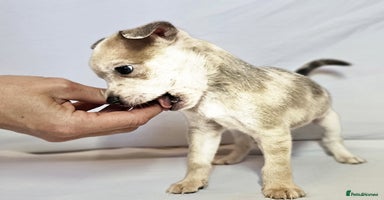 Chihuahua dogs - Advert 6