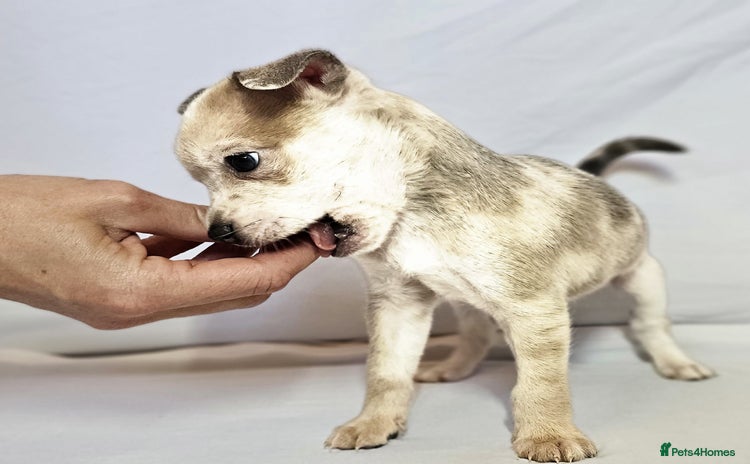 Chihuahua dogs - Advert 3