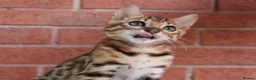 Bengal cats for sale: 🔥Beautiful Bengal girl available🔥 - Advert 23