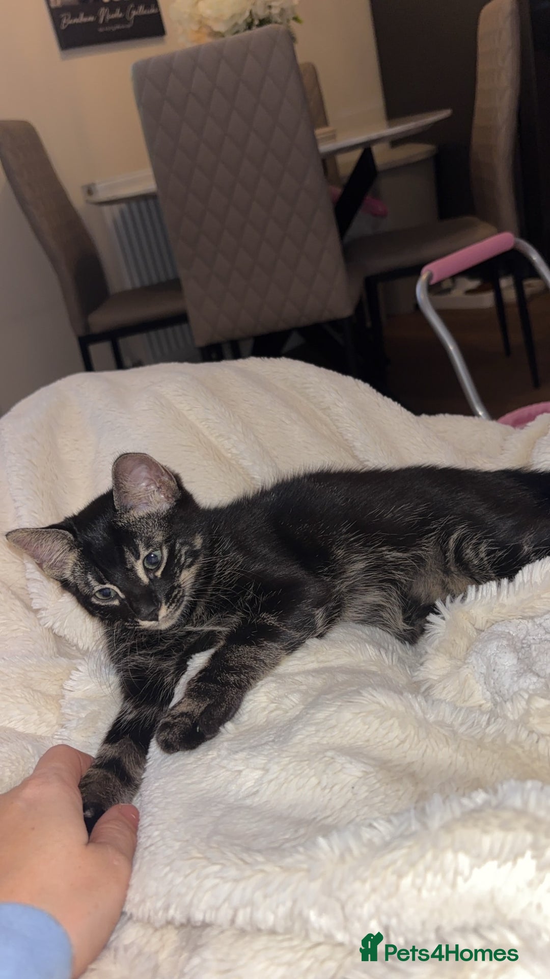 Mixed Breed cats for sale: Two mixed bengal sisters  - Advert 1