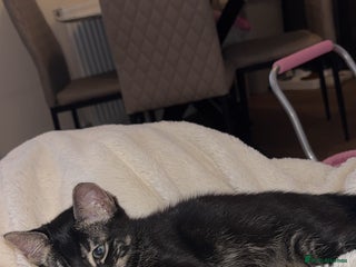 Mixed Breed cats Two mixed bengal sisters - Advert 7