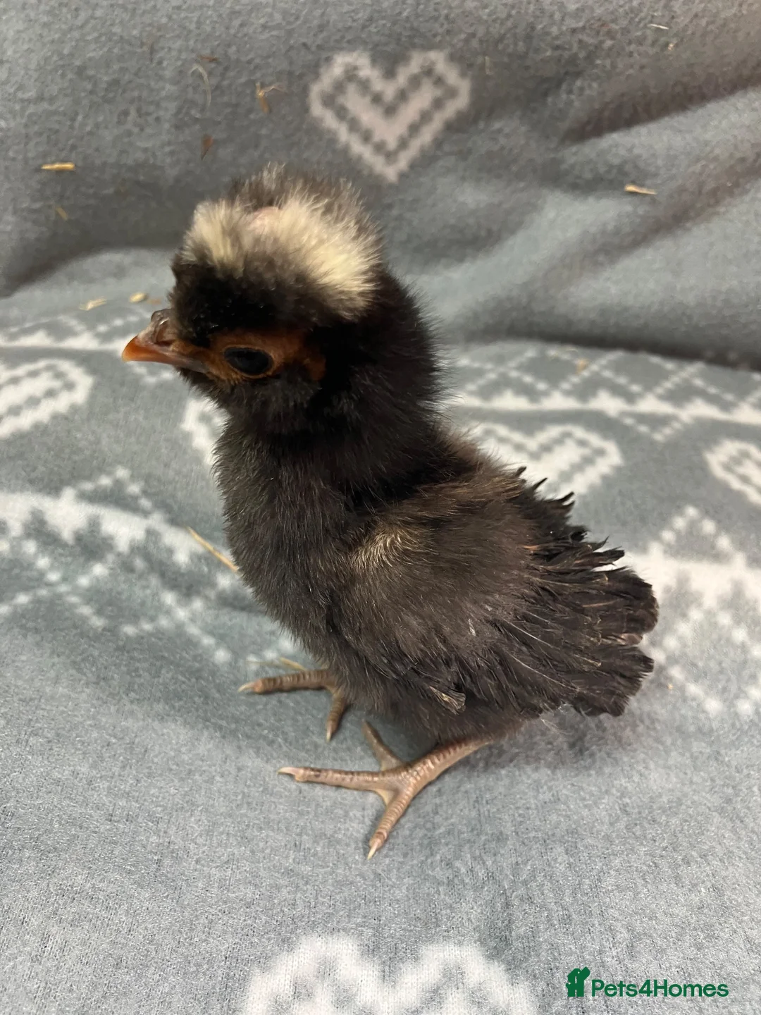 Chickens poultry for sale: Polish bantam chicks - Advert 8