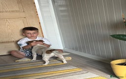 Jack Russell dogs for adoption: Sweet Jenni Looking for Love  - Image 11
