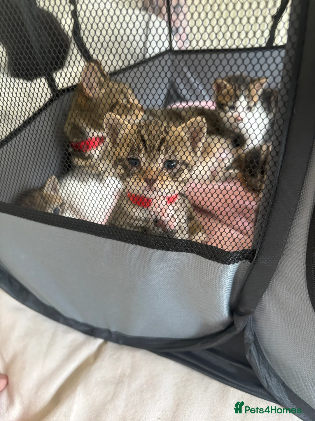 Mixed Breed cats for sale: Bengal x tabby  in Grimsby - Advert 2