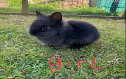 Lionhead rabbits for sale: Beautiful and very friendly baby lionhead bunnies - Image 3