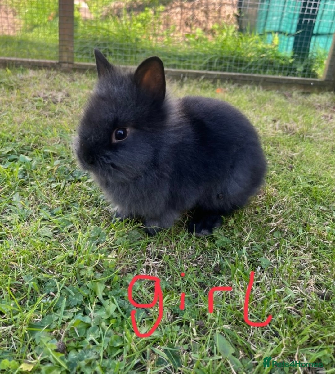 Lionhead rabbits for sale: Beautiful and very friendly baby lionhead bunnies - Image 3
