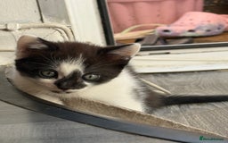 Mixed Breed cats for sale: 3 beautiful stunning and gorgeous kittens for you - Image 1