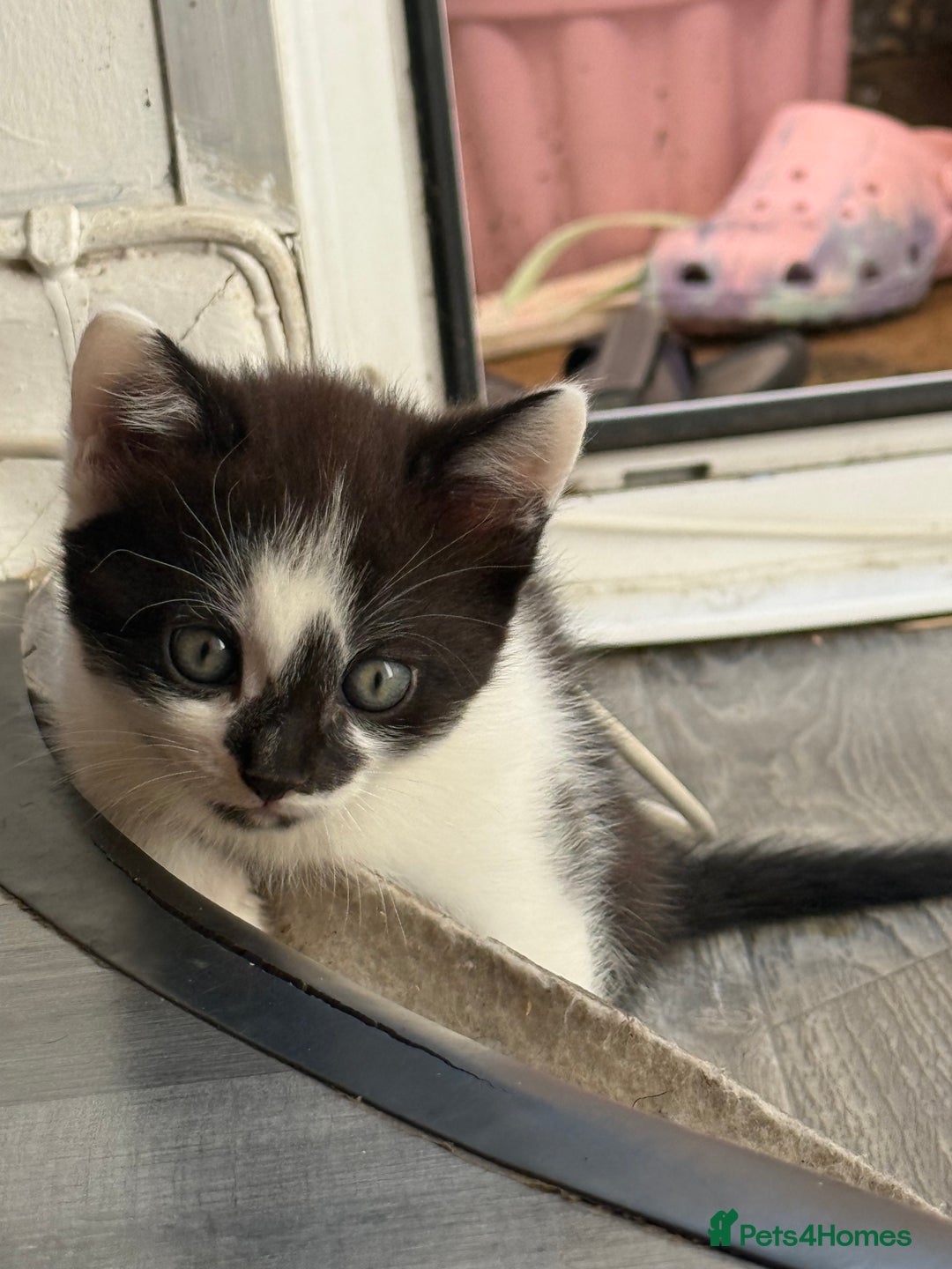 Mixed Breed cats for sale: 3 beautiful stunning and gorgeous kittens for you - Image 1