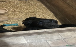 Labrador Retriever dogs for sale: Female Labrador puppies - Image 4