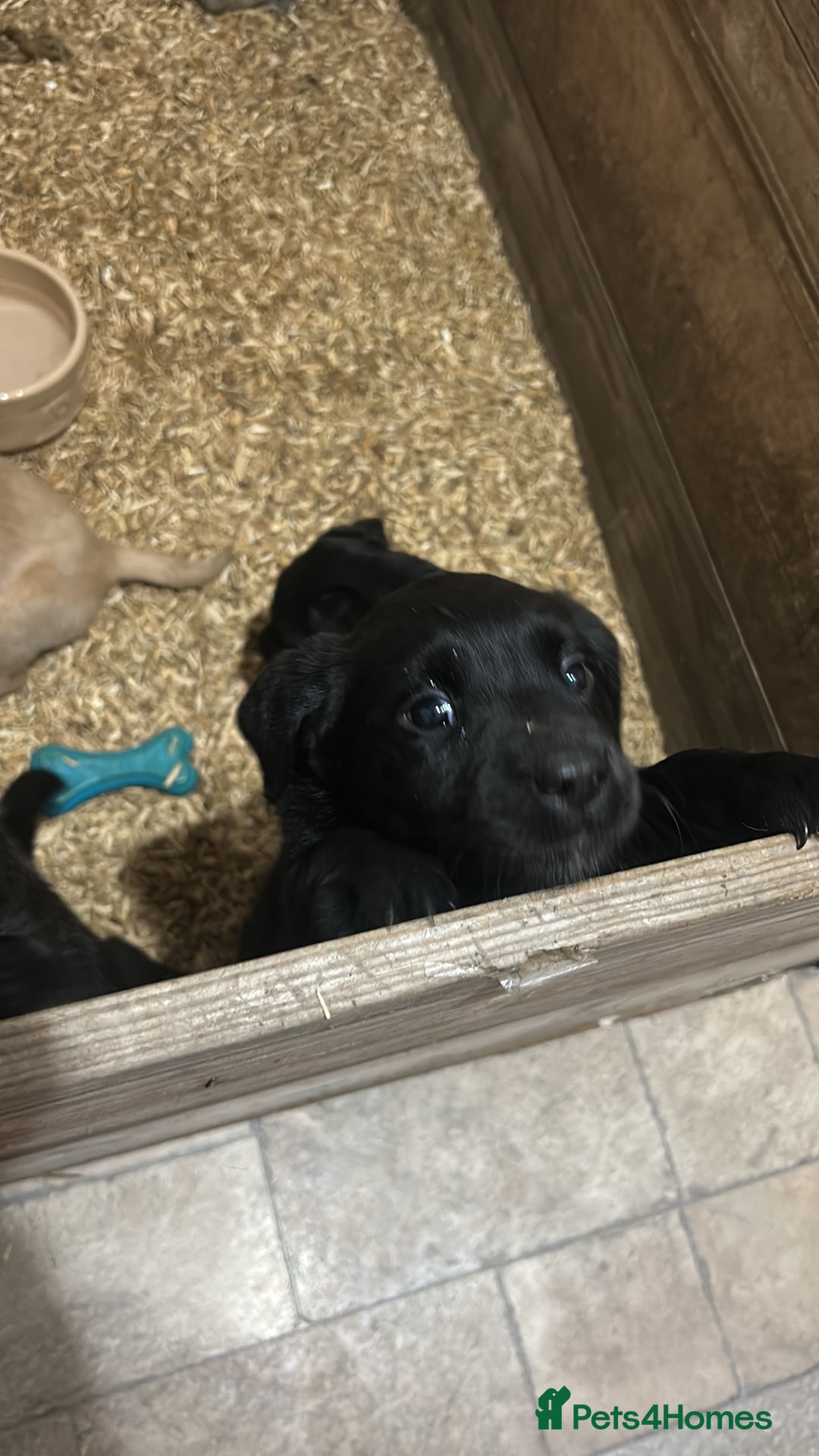 Labrador Retriever dogs for sale: Female Labrador puppies - Image 4