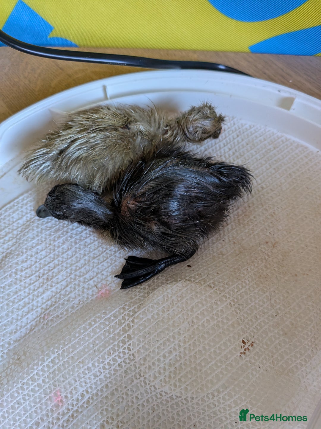 Ducks poultry for sale: Runner ducks newly hatched  - Image 1