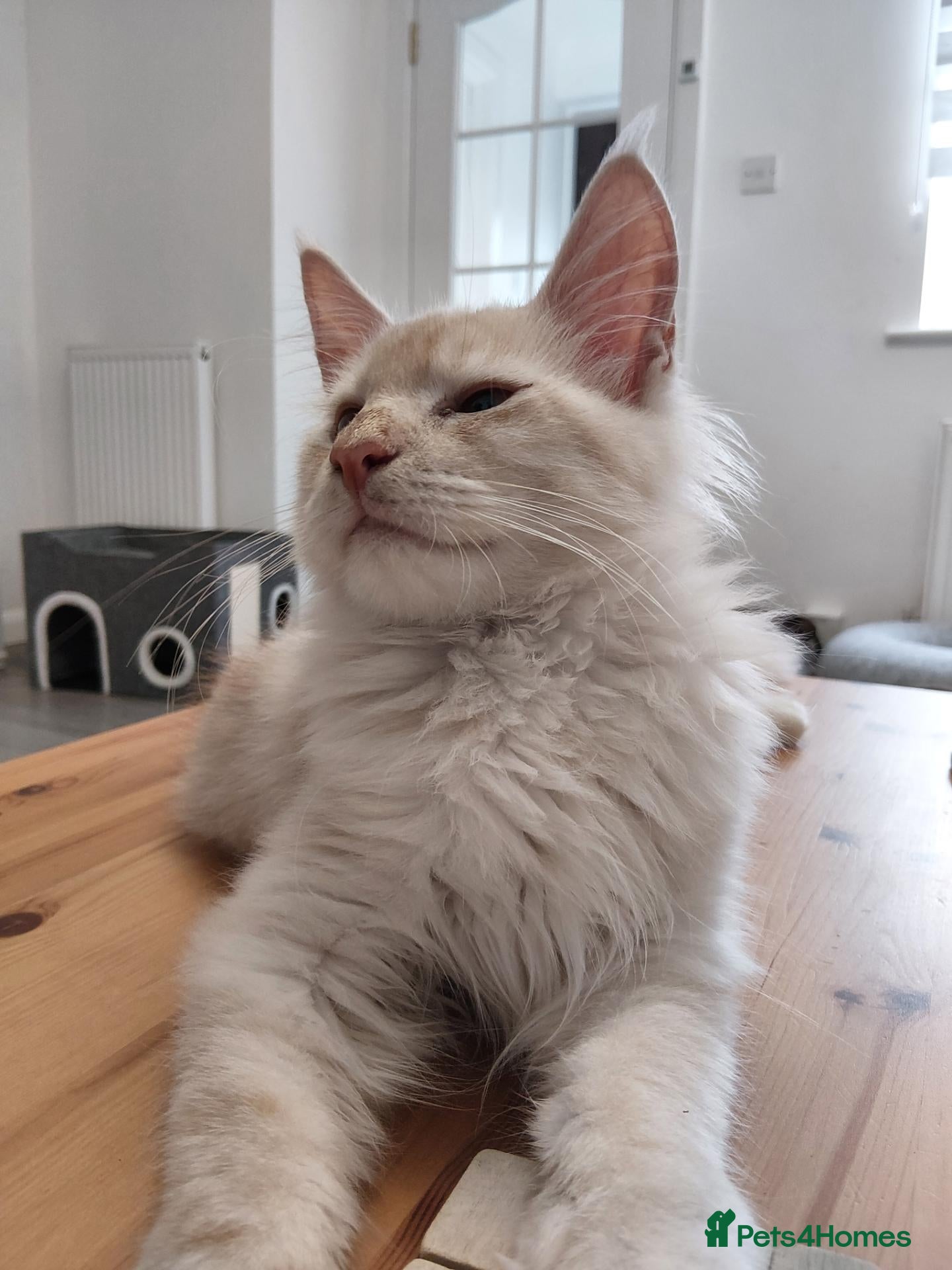 Maine Coon cats  RARELY LION KING - Advert 4