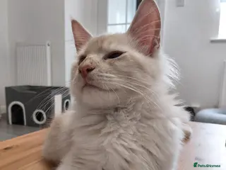 Maine Coon cats RARELY LION KING - Advert 4